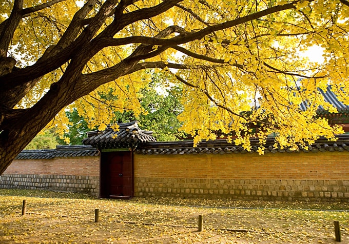Điểm đến mùa thu tuyệt đẹp xứ Hàn
