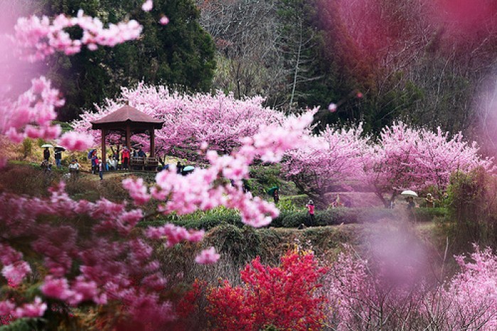 Tại sao nên đi du lịch Hàn Quốc vào mùa xuân?