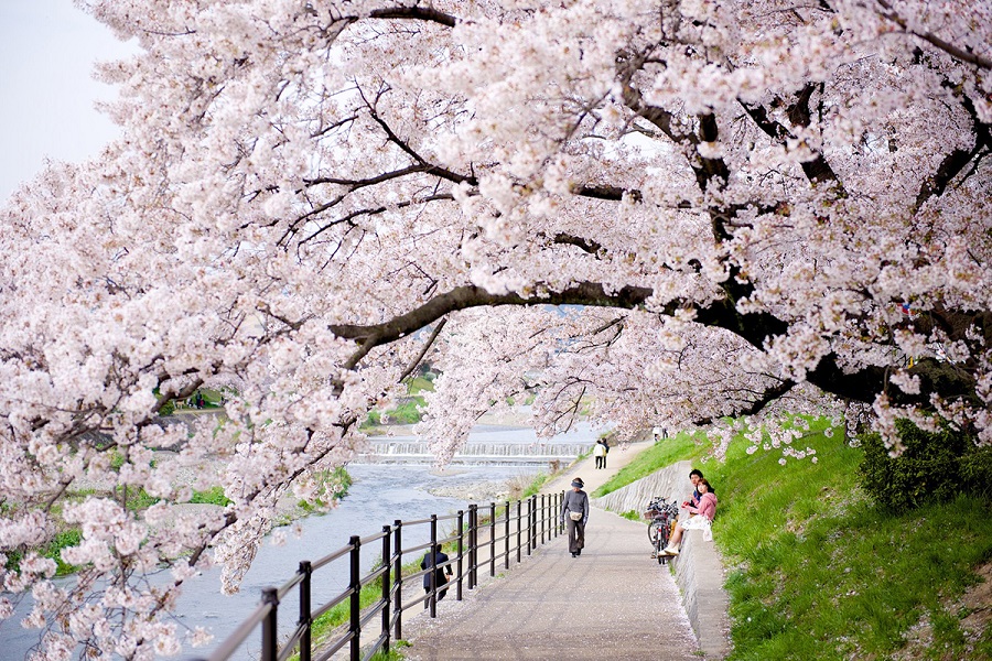 Ngắm hoa anh đào Nhật Bản