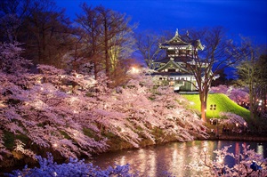 Top địa điểm ngắm hoa anh đào vào ban đêm say đắm lòng người tại Nhật Bản