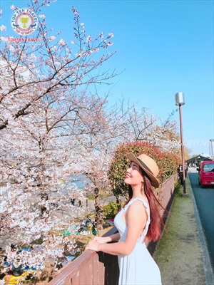 Tour Nhật Bản Ngắm Hoa Tulip: Tokyo - Ashikaga - Fuji - Nagoya - Kyoto - Osaka | 6N5D